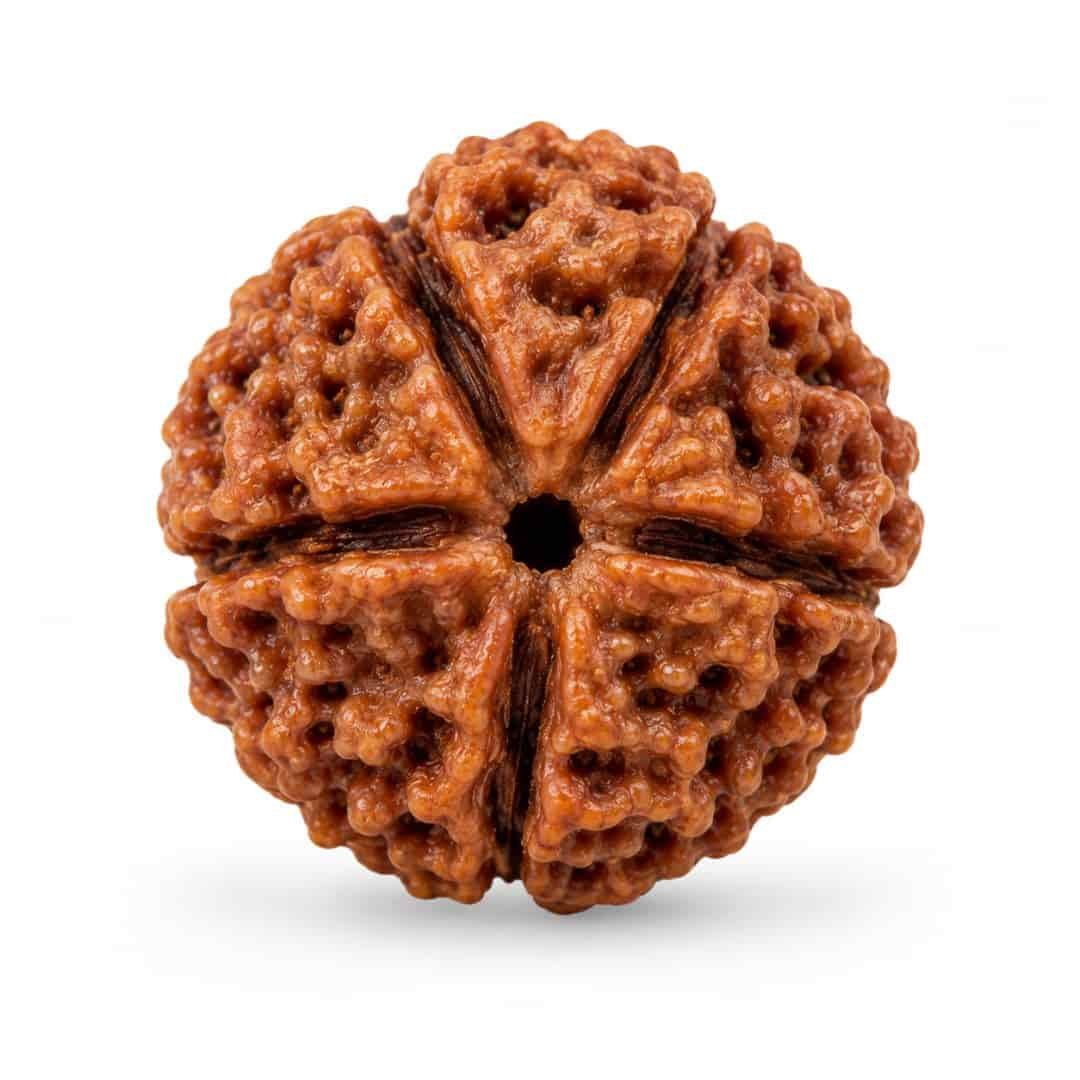 Nepal Origin 5 Mukhi Rudraksha