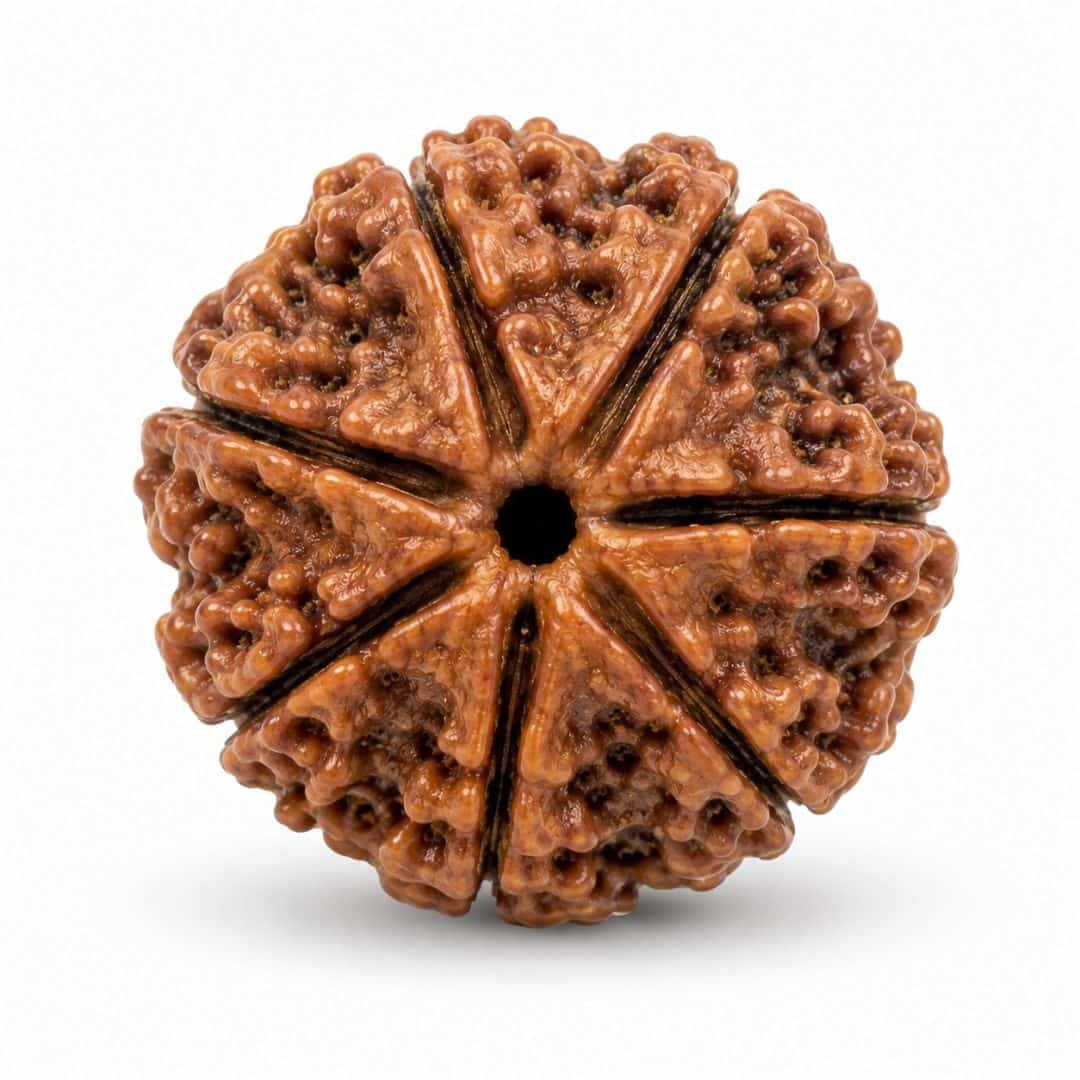 Original Nepal 7 Mukhi Rudraksha ⭐